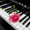 Pink Rose On Piano Paint By Number