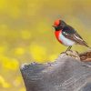Red Capped Robin Bird Paint By Numbers