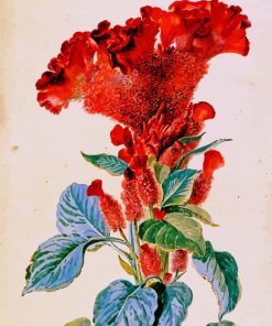 Red Cockscomb Flower Art Paint By Number