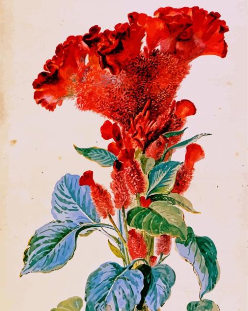 Red Cockscomb Flower Art Paint By Number