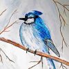 Snowy Blue Jay In Winter Paint By Numbers