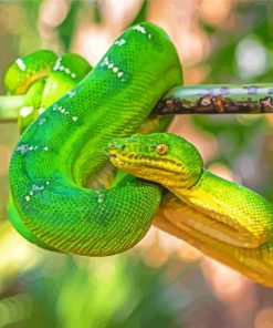 The emerald Snake Paint By Numbers