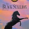 The Black Stallion Paint By Number
