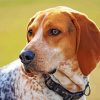 Treeing Walker Coonhound Dog Paint By Numbers