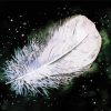 White Feather Paint By Numbers