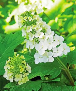 White Hydrangea Flowers Paint By Numbers