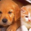 Adorable Puppy And Kitten Paint By Number
