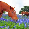 Aesthetic Bluebonnets And Horse Paint By Numbers