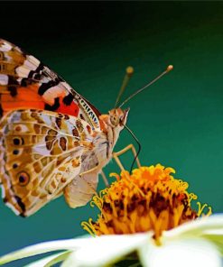 Painted Lady Butterfly Eating Paint By Number