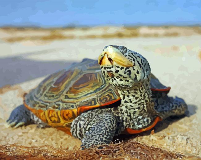 Aesthetic Terrapin Turtle Paint By Number