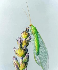 Aesthetic Lacewing Insect Art Paint By Numbers