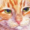 Aesthetic Orange Kitten Close Up Paint By Numbers