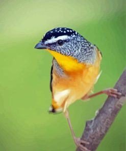 Aesthetic Pardalote Illustration Paint By Numbers