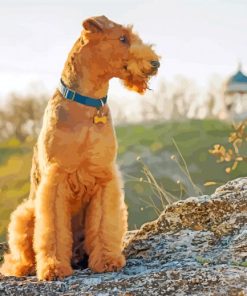 Airedale Sitting Paint By Number