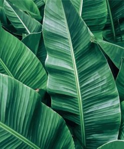 Banana leaves Paint By Numbers