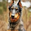 Beauceron Dog Paint By Numbers