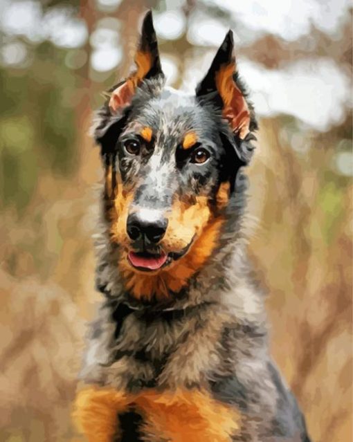 Beauceron Dog Paint By Numbers