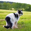 Black And White Cat In Field Paint By Numbers