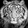 Black And White Tiger Look Paint By Numbers
