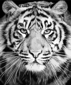 Black And White Tiger Look Paint By Numbers