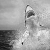 Black And White Jumping Shark Paint By Numbers