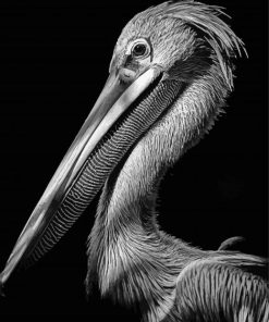 Black And White Pelican Paint By Number