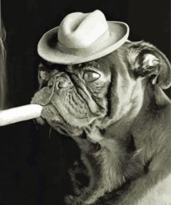 Black And White Pug With A Cigar Paint By Number