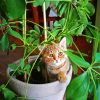 Cat Sitting On Potted Plant Paint By Numbers