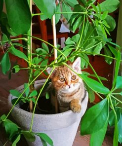 Cat Sitting On Potted Plant Paint By Numbers