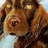 Chocolate Brown Field Spaniel Dog Paint By Number