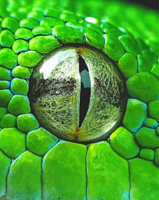 Close Up Rattlesnake Eye Paint By Number