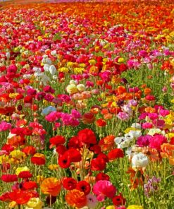 Colorful Flowers In Field Paint By Numbers