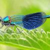 Cool Damsel Fly Paint By Numbers