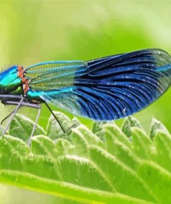 Cool Damsel Fly Paint By Numbers