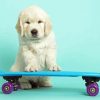 Cute Dog Skateboard Paint By Numbers