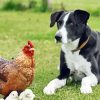 Dog With Chickens Paint By Numbers