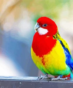 Eastern Rosella Paint By Number