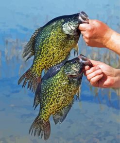 Fishing Two Crappies Paint By Numbers