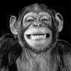 Funny Black And White Monkey Paint By Number