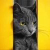 Grey Cat Yellow Wall Paint By Number