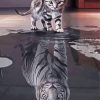 Kitten And Tiger Paint By Numbers