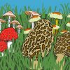 Morel Mushroom Illustration Paint By Numbers