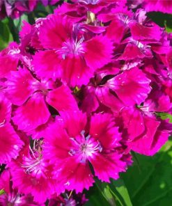 Pink Sweet William Flowers Paint By Numbers
