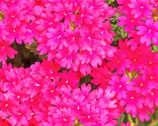 Pink Verbena Flowers Paint By Number