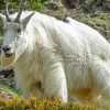 White Rocky Mountain Goat Paint By Number