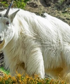 White Rocky Mountain Goat Paint By Number