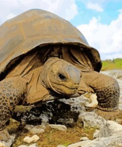Aldabra Giant Tortoise Paint By Number