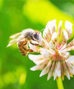Bee On White Clover Paint By Numbers
