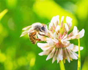Bee On White Clover Paint By Numbers
