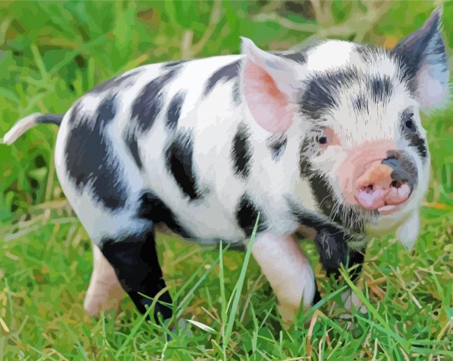 Black And White Baby Pig Paint By Number